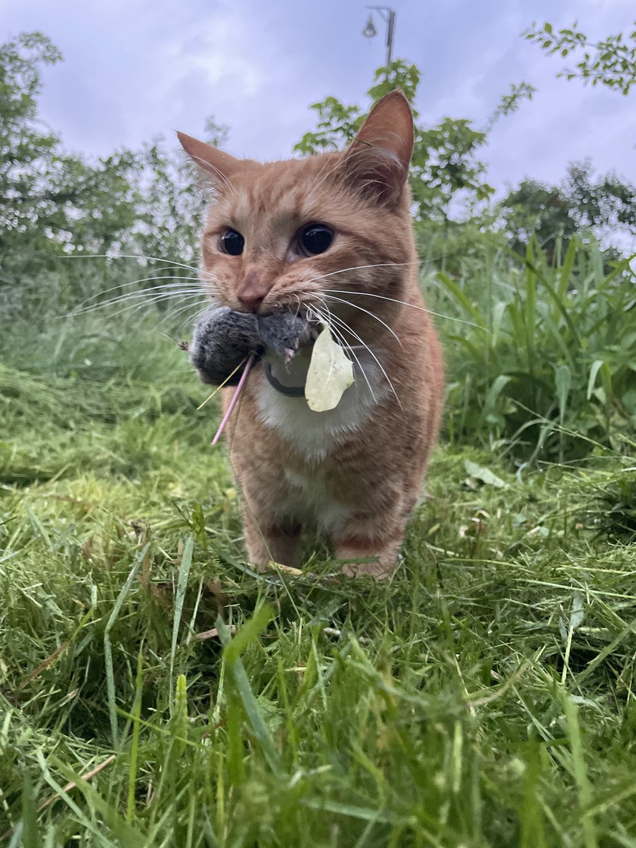 Ca11MeAramis's tweet photo. Hunter!
#CatsOfTwitter
#кузьма_от_слова_кусь #catism https://t.co/rUSIzOBcaH