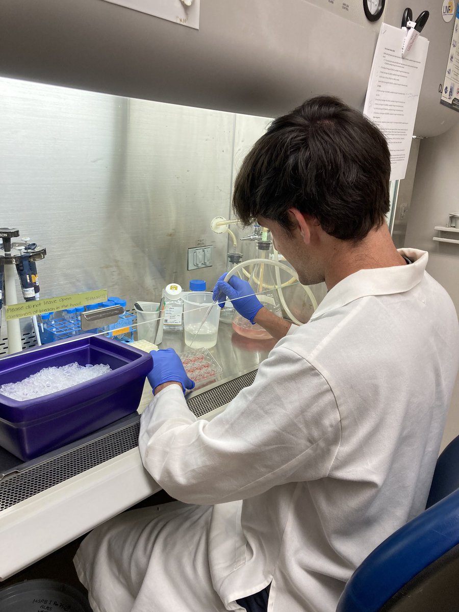 Jacob’s first plaque assay in the Weinberg Lab!