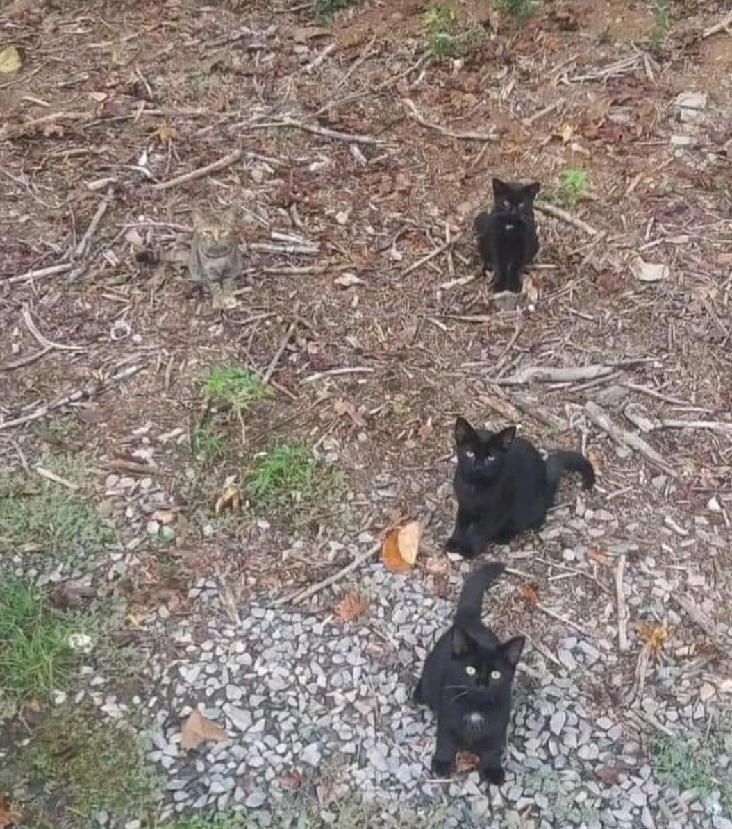 Carola45072419's tweet photo. Ich finde die 4 Katzen niedlich 😊! https://t.co/vHKuXkc6FP
