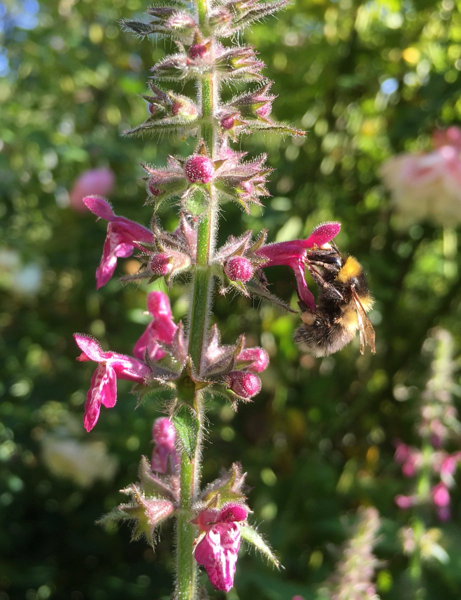 Help halt the decline of pollinators by incorporating  native flowers into your garden flower beds/window box. We love these Hedge Woundwort, 𝑺𝒕𝒂𝒄𝒉𝒚𝒔 𝒔𝒚𝒍𝒗𝒂𝒕𝒊𝒄𝒂, and so do the bumblebees! #NationalInsectWeek