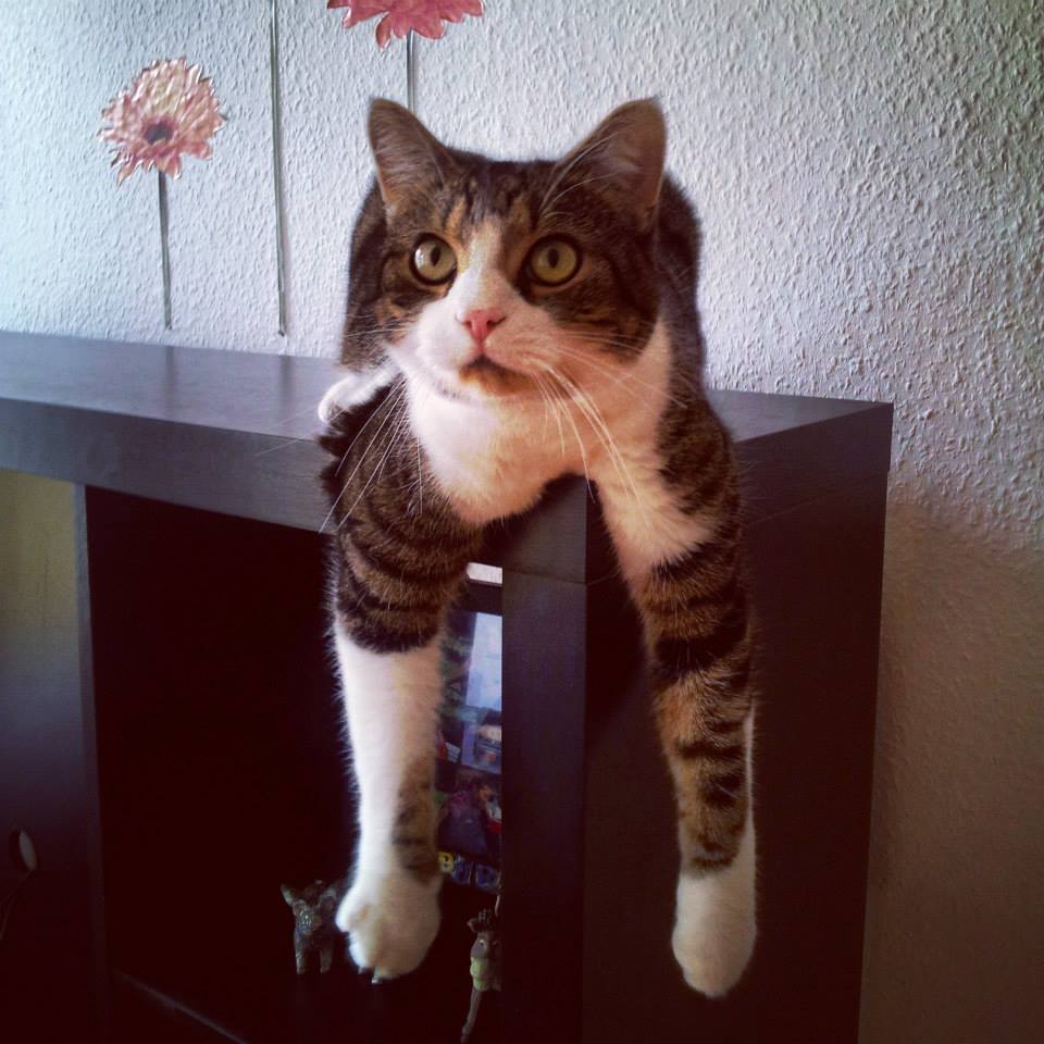 Fumuckel's tweet photo. @ElijahCone this is Pyro and he is very chill https://t.co/MshN3fappn