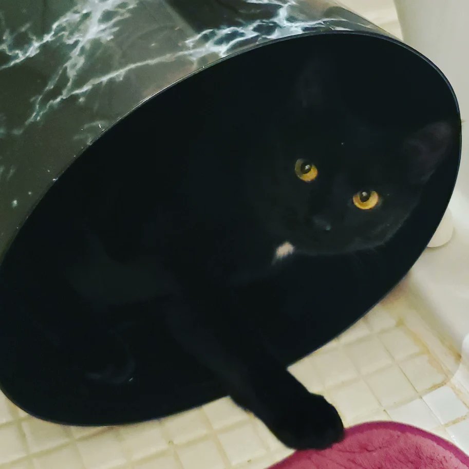 TigBittyKitty's tweet photo. Trash kitten for life!! 😅🐈‍⬛😻♥️🗑 #cats #cats #CatsOfTwitter #CatsOnTwitter #trashcat #catlife #catlifestyle #blackcat #cutecat #gato #Gatos #tigbittykitty https://t.co/k4kcGBCW1W