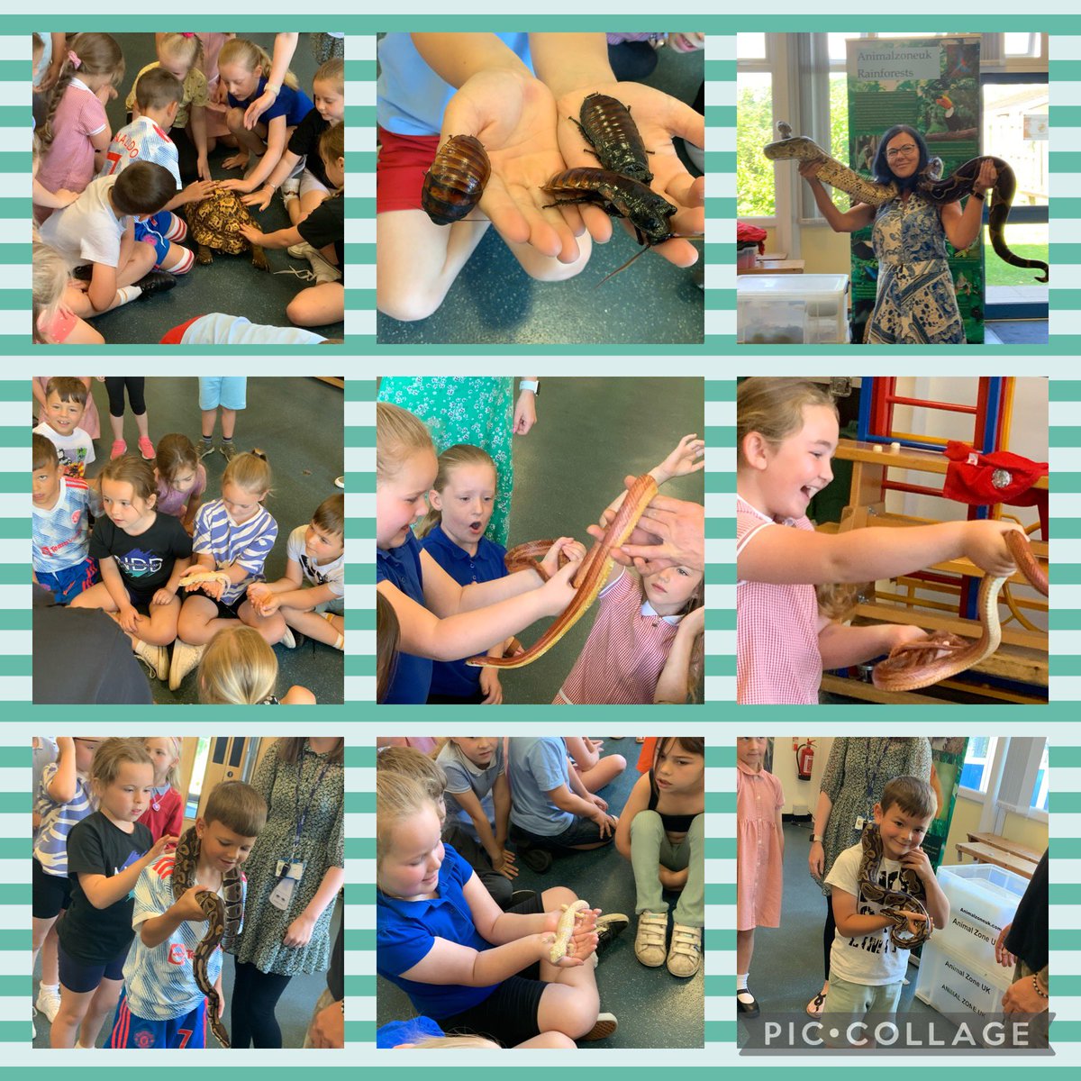 spseallan's tweet photo. What a fantastic morning learning about reptiles, mini beasts and arachnids! Thanks to @animalzoneuk @SofryddPrimary 🐍🕷🪱🦎 https://t.co/4OHnqH5Kuq