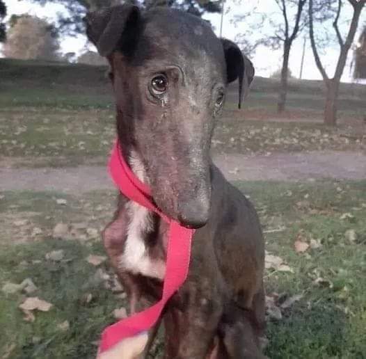 hilmuj's tweet image. Perdóname papá..
Todo ha sido un error..😢
Estuve allí..donde me dejaste, dos días enteros.. 😞Dormí justo al lado de la carretera..Me daba mucho miedo el ruido de los coches al pasar,pero no me moví ni un poco para que pudieras verme cuando volvieras😓
Anoche..uno de esos coches