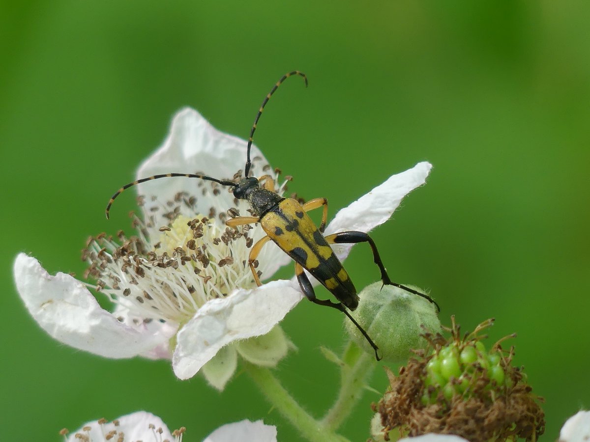 WaterVole's tweet image. A Black and Yellow Longhorn Beetle (Rutpela maculata) celebrates the Summer Solstice on a Bramble flower! Love those antennae! Such a joyful encounter!