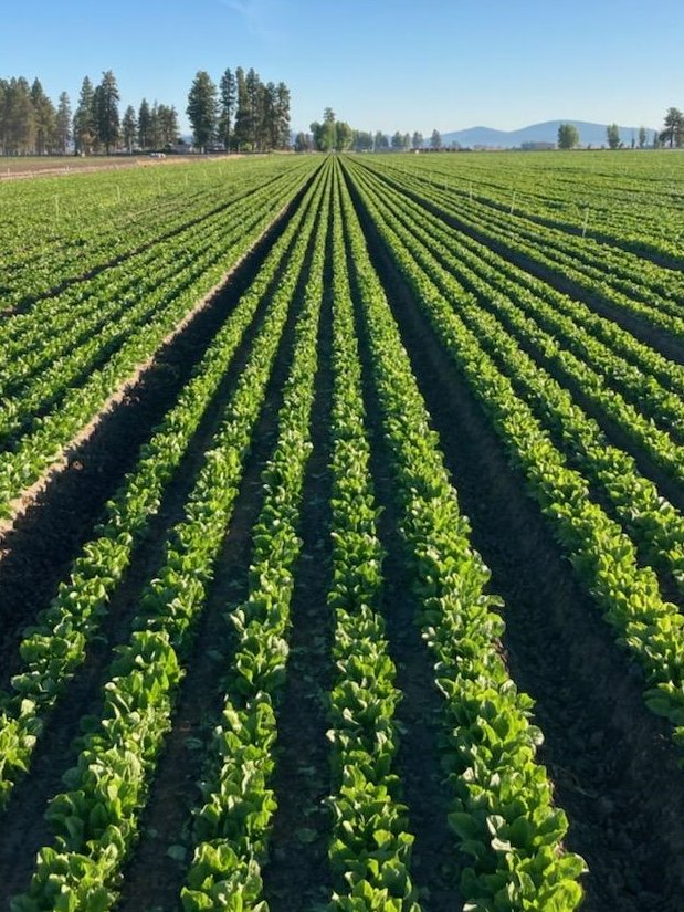 Happy Summer Solstice.  Our #endive fields look great. This is the rootstock that we will grow beautiful endive ("ON-deev") for your Holiday entertaining. Our farm team is doing a great job. <a href="/caendive/">California Endive</a>