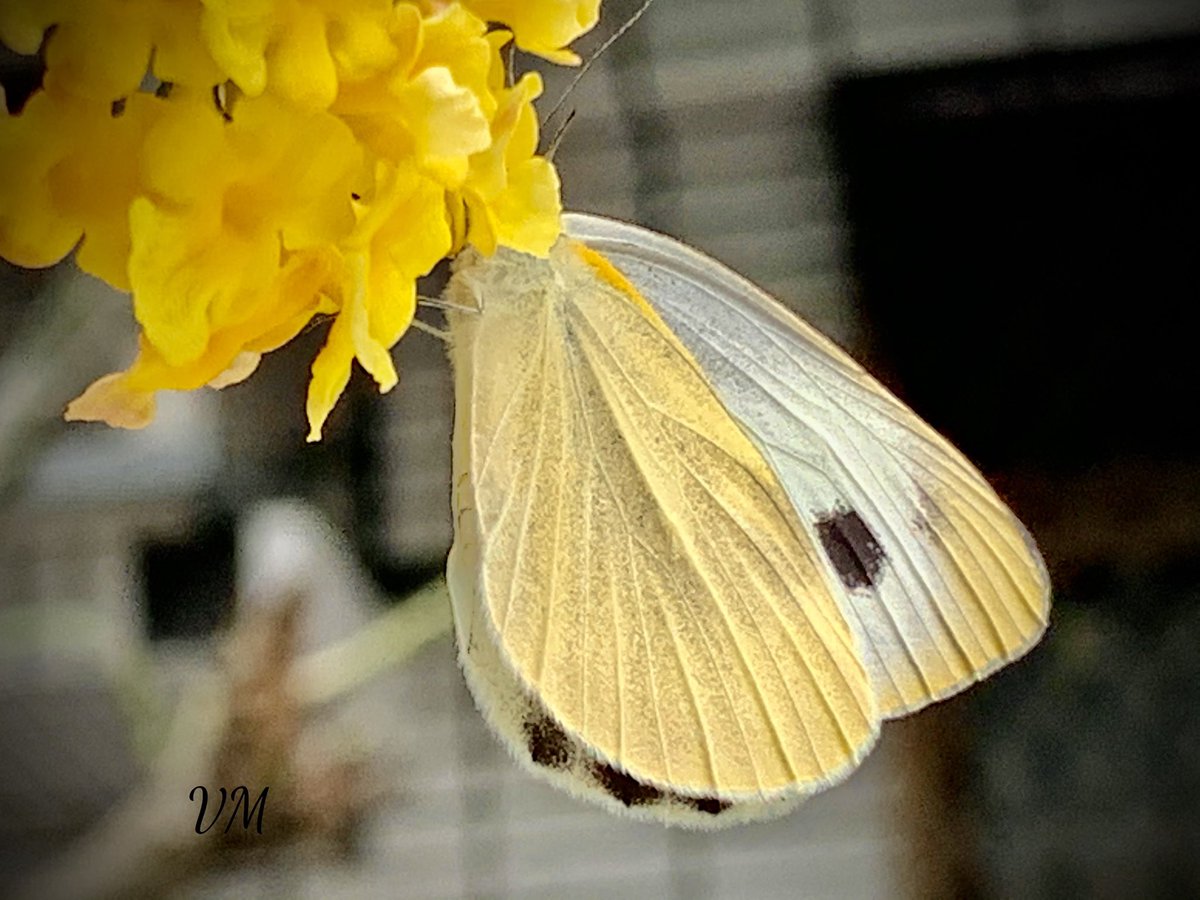 Viera_mits's tweet photo. insect ..🦋♥️
#ButterflyCollection
#entomology #NatureFriends
#BiodiversityDay #InsectThursday
#butterfly https://t.co/7u8YjuNZW1