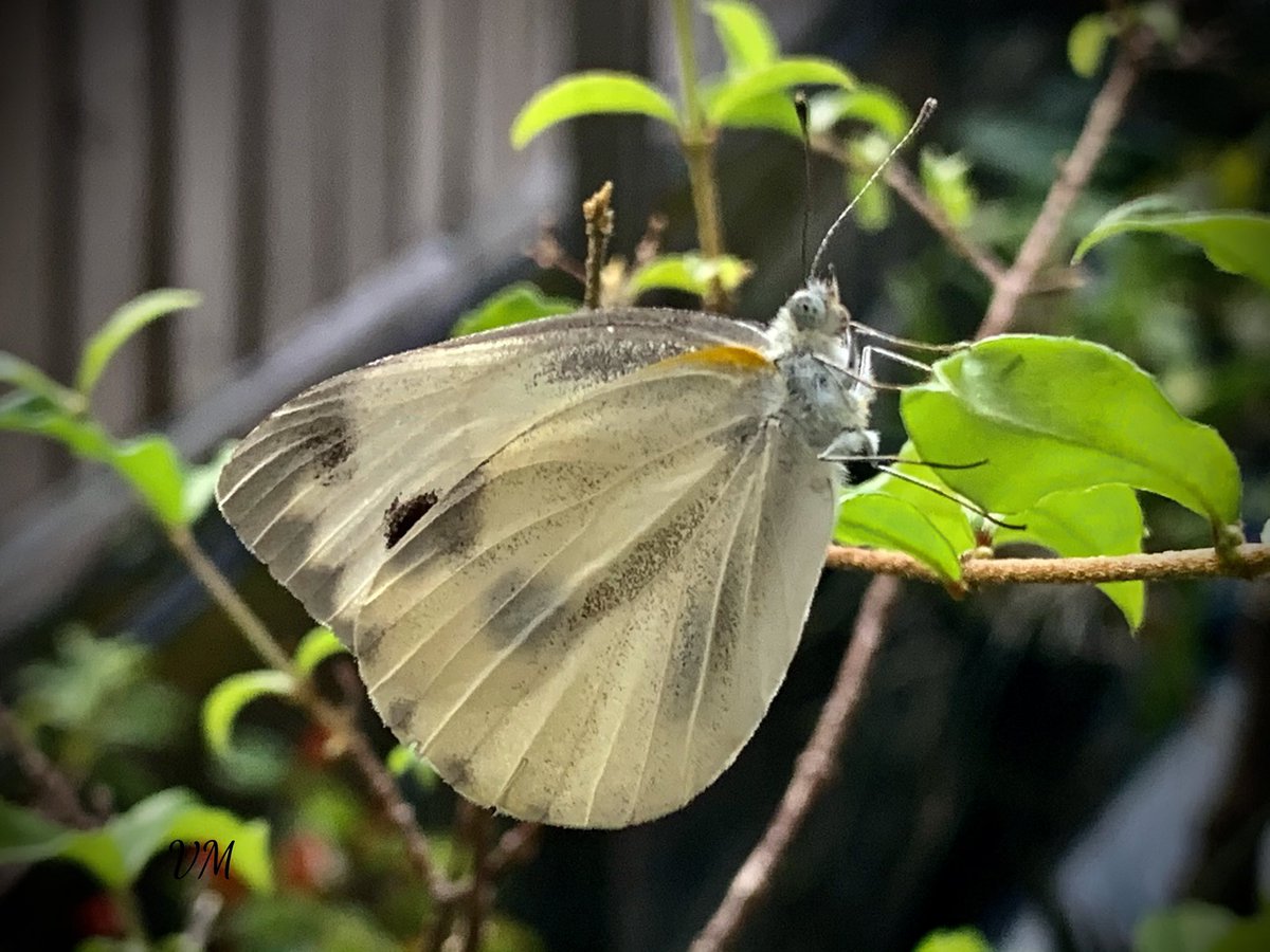 Viera_mits's tweet photo. insect ..🦋♥️
#ButterflyCollection
#entomology #NatureFriends
#BiodiversityDay #InsectThursday
#butterfly https://t.co/7u8YjuNZW1