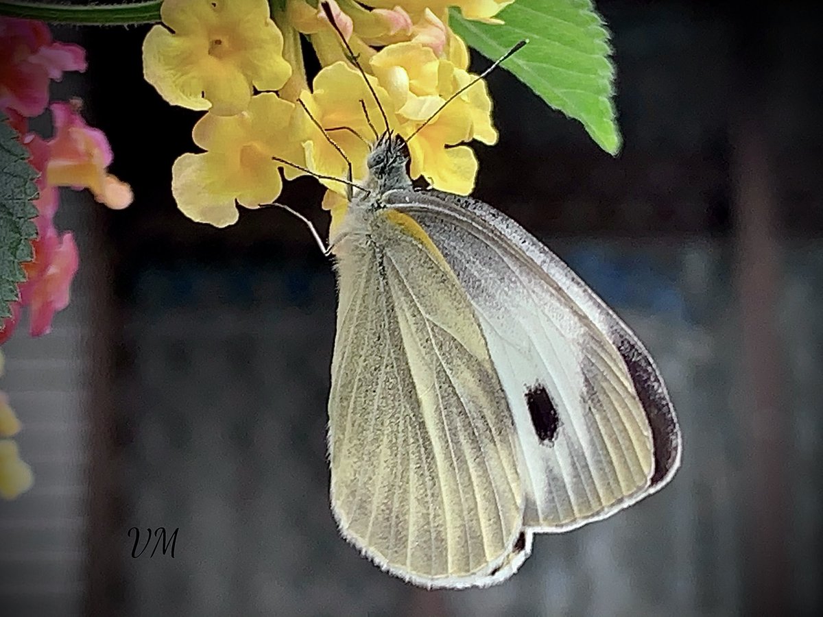 Viera_mits's tweet photo. insect ..🦋♥️
#ButterflyCollection
#entomology #NatureFriends
#BiodiversityDay #InsectThursday
#butterfly https://t.co/7u8YjuNZW1