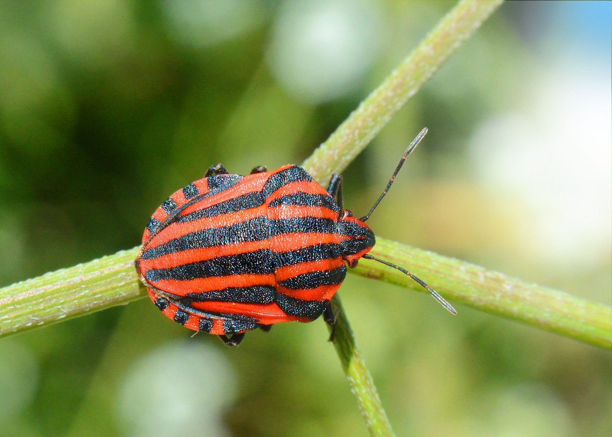 naturecatcher58's tweet photo. #Insectweek22
#insectweek
#WhatIsYourFavouriteInsect
I like a Wasp, i like a Shieldbug, i like a Butterfly, i like a Bee.
What to choose ? https://t.co/3hrysrXdXU