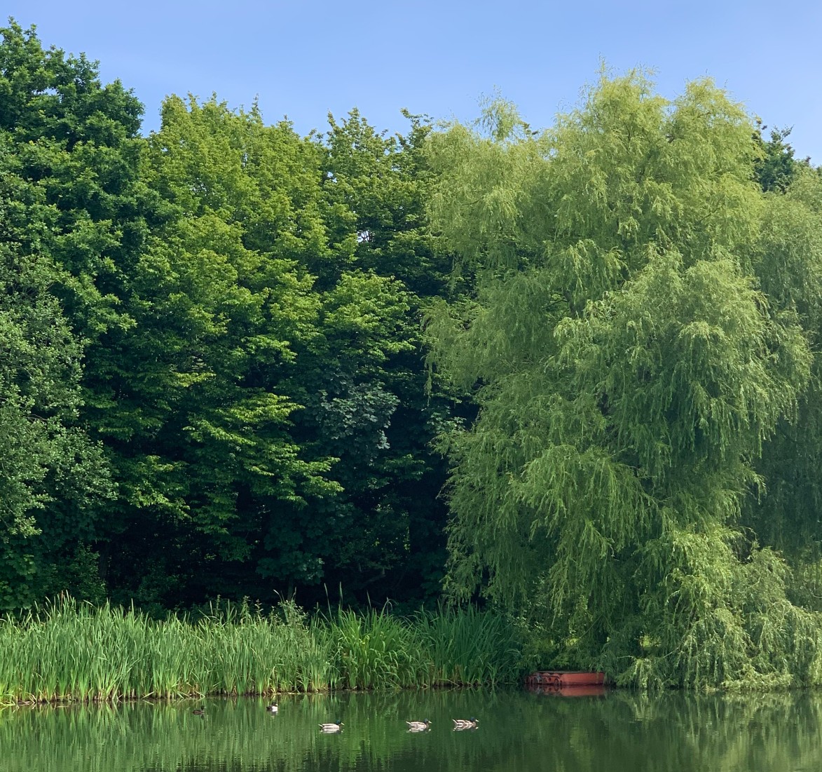 ☀️Nothing says #SummerSolstice like blue skies and 23 degrees heat! ☀️

Don't blame these ducks for cooling off with a swim in the pond 🦆
.
.
.
 #ducksofinstagram #summersolstice #bluesky #cooloff #swim