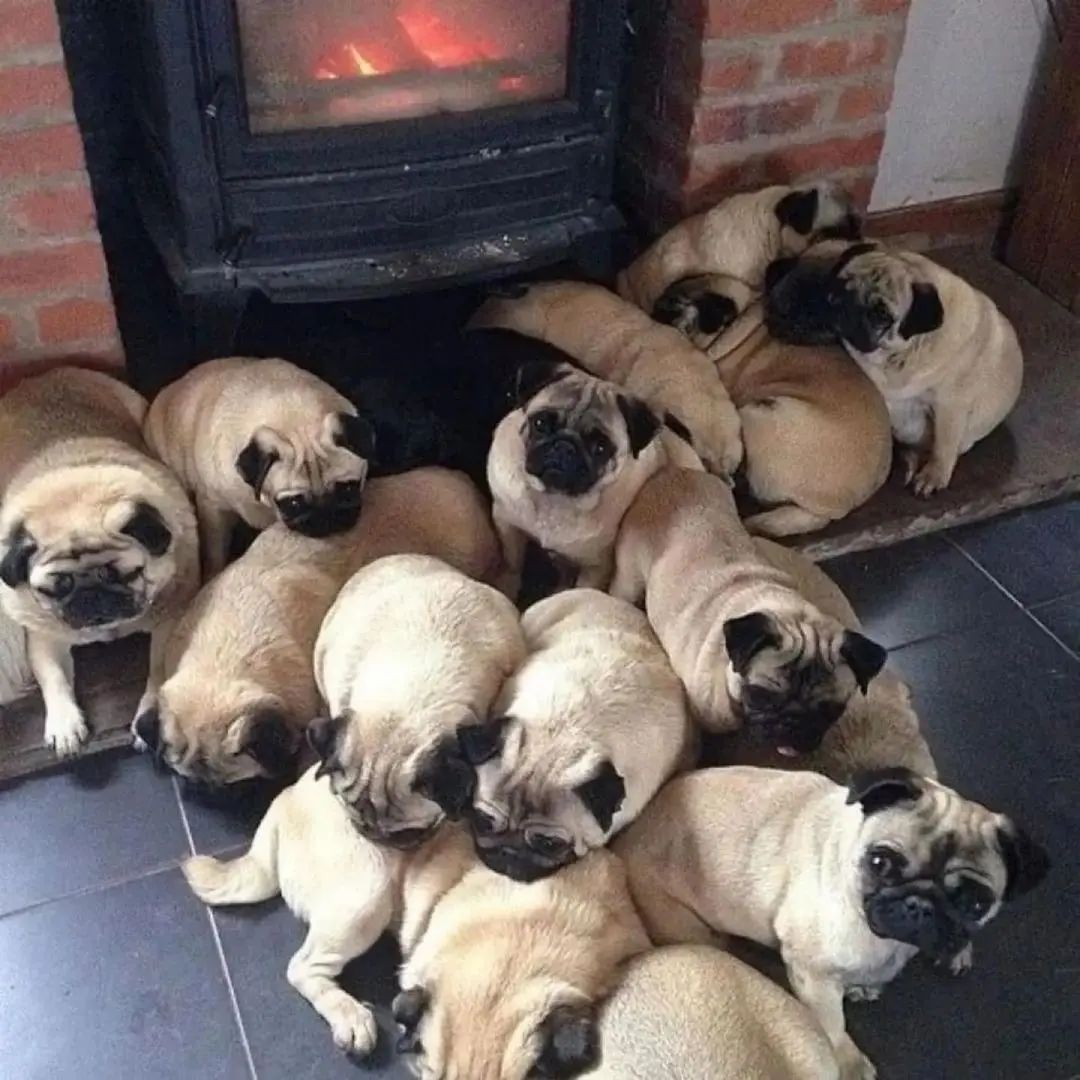 Много мопсов