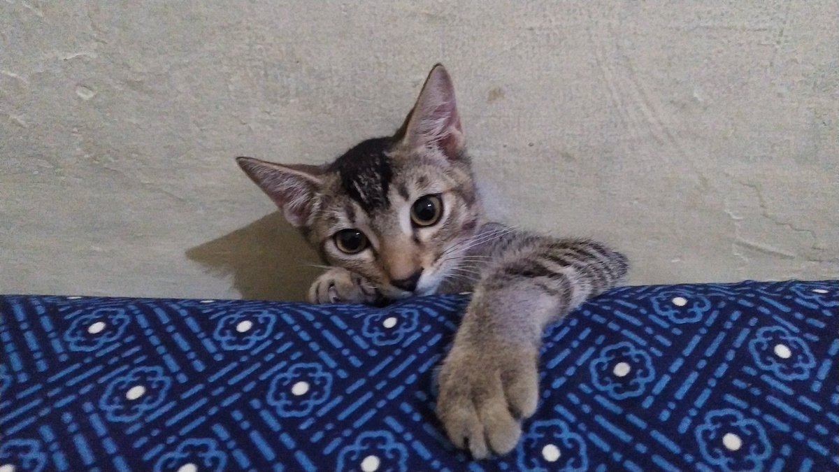 Kentangdadakan's tweet photo. @ZOO_FESS Mari toss kawand https://t.co/LsCNfDpFBJ