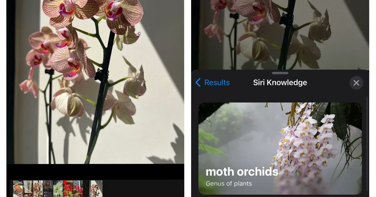 startontech's tweet image. Did you know your current iPhone with iOS 15 can identify plants &amp;amp; flowers? With iOS 16 on the way, we're having fun reviewing amazing current features. Which features do you love most? Start On Tech is here to help you with all of your IT needs!! buff.ly/3QBQMbD
