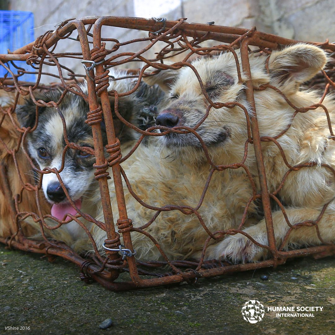 BREAKING: China’s annual Yulin dog meat “festival” is happening RIGHT NOW. As you read this, dogs and cats are being brutally slaughtered for their meat. We need to stop this suffering once and for all! Please, SIGN to urge China to end this cruelty NOW: hsi.org/tw062122