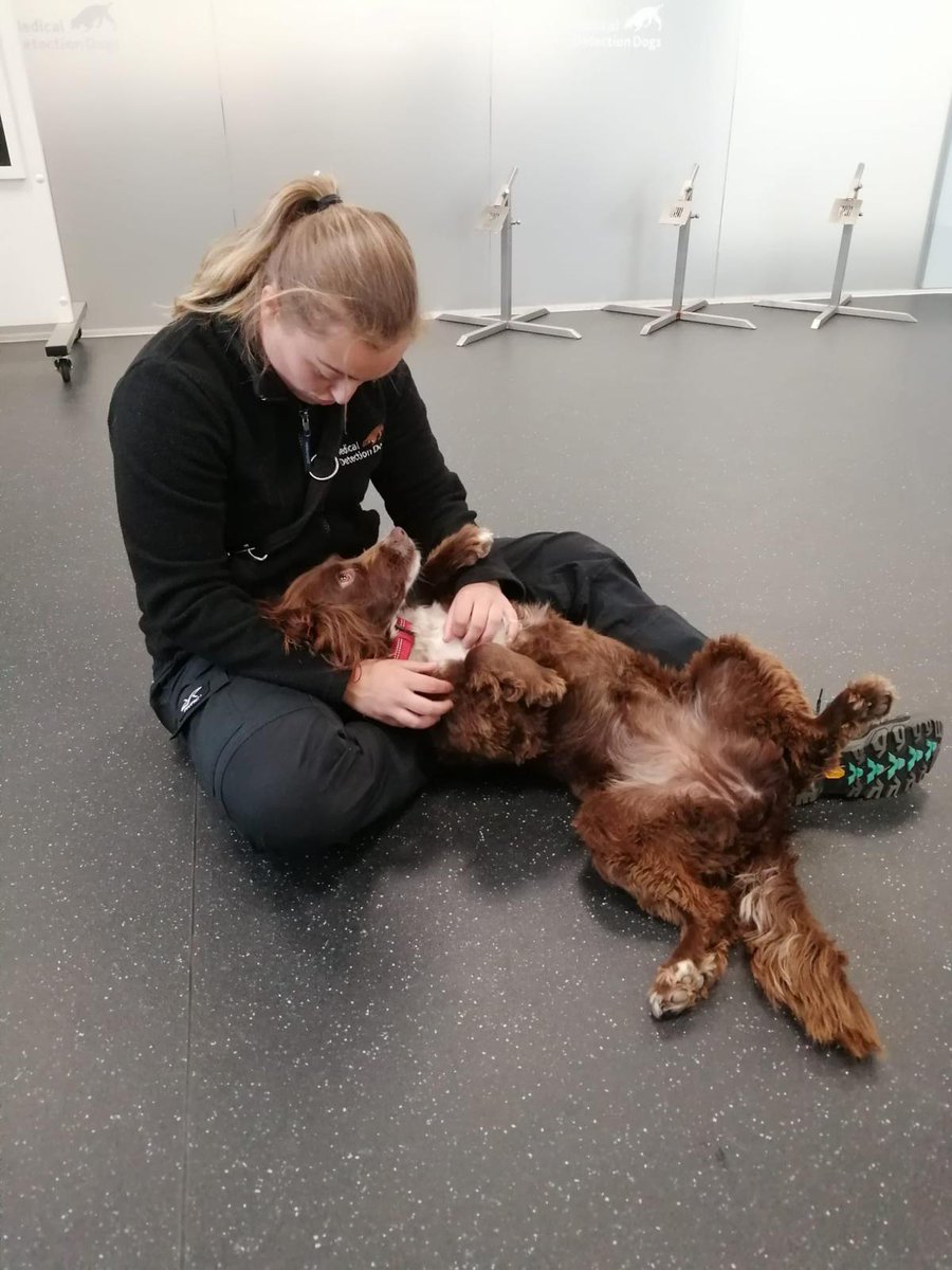 MedDetectDogs's tweet photo. Every day is #TakeYourDogToWorkDay for us as we're lucky enough to count dogs as our colleagues!

Here's front of house, Thor, Bio Detection dog, Lola, with trainer, Liv, and puppy, Jarvis, making working from home a challenge with those puppy dog eyes...

@adiintl @Charity_ADUK https://t.co/uGZ2Jv1e7D