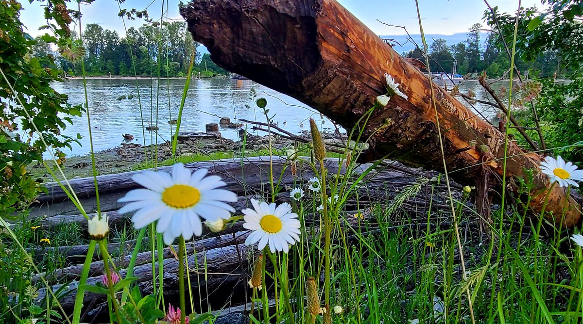 howyougo's tweet photo. Good morning Summer Solstice! Spring sunsetting for the season.
#sunrise #goodmorning #Tuesday #bcstorm #SummerSolstice2022 #byebyeSpring #sunset #clouds #StormHour #hellosummer #Vancouver #downbytheriver #Westcoast #Juneuary #June #ShareYourWeather #SummerSolstice https://t.co/aD1bKDAnV7