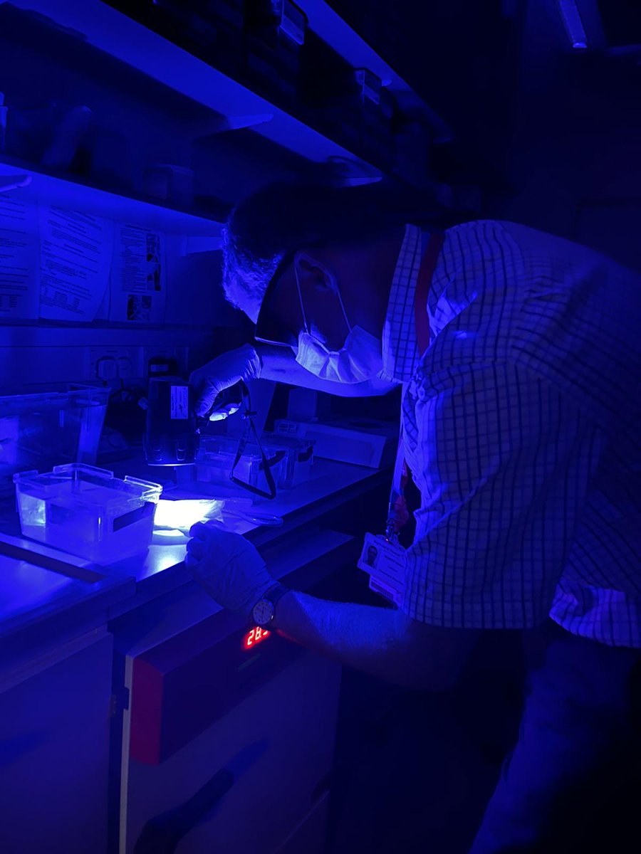 Next up in our #MeetCCRB series: <a href="/Knightgroup1/">Knight group</a> aims to identify factors regulating muscle regeneration that can be targeted to promote strength in ageing and disease. Using advanced imaging in zebrafish and mouse models they combine in vivo cell biology with molecular genetics.