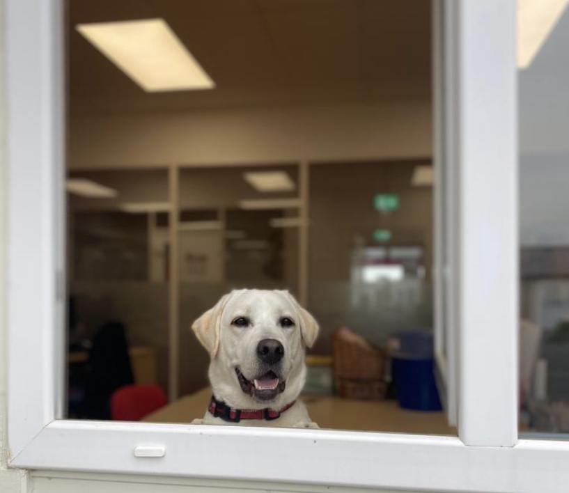 MedDetectDogs's tweet photo. Every day is #TakeYourDogToWorkDay for us as we're lucky enough to count dogs as our colleagues!

Here's front of house, Thor, Bio Detection dog, Lola, with trainer, Liv, and puppy, Jarvis, making working from home a challenge with those puppy dog eyes...

@adiintl @Charity_ADUK https://t.co/uGZ2Jv1e7D