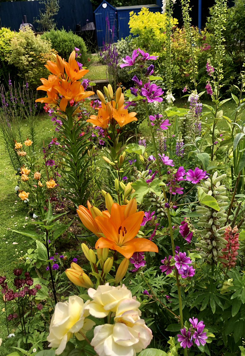 Love orange and purple 💜🧡💜🧡a winning combination #lilies #Flowers #gardening #mygarden #SummerSolstice2022