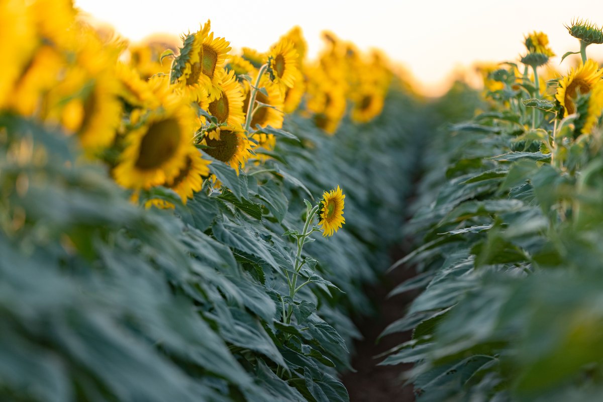 Happy First Day of Summer, Ags! ☀️ Each year, thousands of Texans flock to Snook to take in the 300 acres of sunflowers planted by Jay Wilder '93 on his family farm. Jay's reason for planting the sunflowers? 'They make people smile.' 😄🌻 tx.ag/AgSunflowers