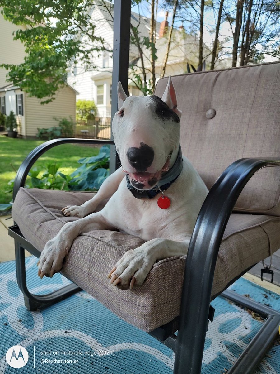 rexthetvterrier's tweet photo. Of all the things you can be, the best thing to be is kind.  One small act of kindness can change the course of someone's day or even life.
#KindnessMattersAlways https://t.co/nYH4X2T3CB