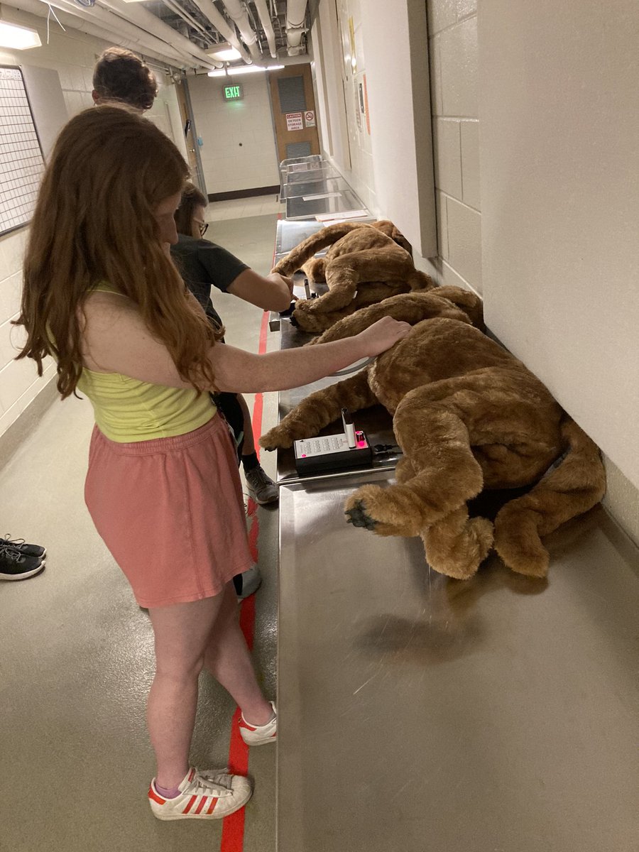 BoilerVetCamp's tweet photo. #TeamMadMax Learning more details about the physical exams. Our conclusion: Max is not only handsome, but very healthy! https://t.co/nRTAMe4Yw2