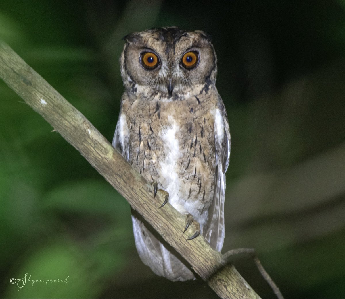 shyamprasadr2's tweet photo. Indian Scops Owl - #Thattekkad
@NikonIndia @IndiAves @WildlifeMag
#BBCWildlifePOTD #EarthCapture @NatGeoIndia @AnimalPlanetIn @BirdWatchDaily @wildbirdrev
#BBCCountryfileMagPOTD
@wildlifeInd @WildPlanetPhoto #PhotoOfTheDay @CornellBirds @Team_eBird https://t.co/UZVLjp9Lnk