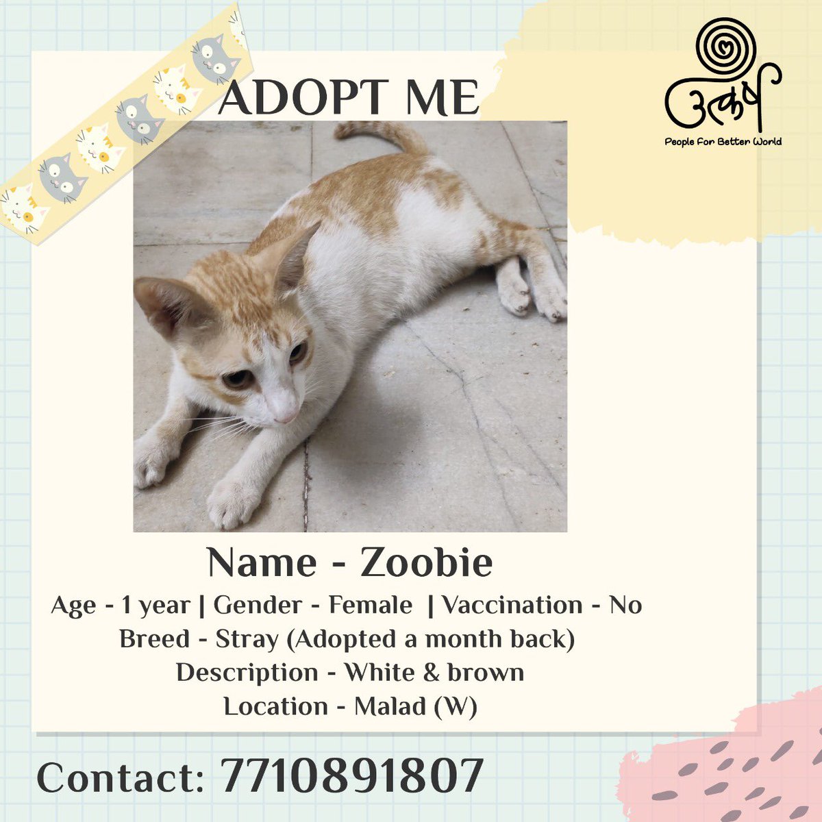 AnimalUtkarsh's tweet photo. Little Zoobie needs a loving home! Please come forward to take her home. Let her remain a pet and not a stray. Please contact now!
#utkarsh #peopleforbetterworld #adoptioncat #cat #adoptdontshop https://t.co/Pk3SdJZkKC