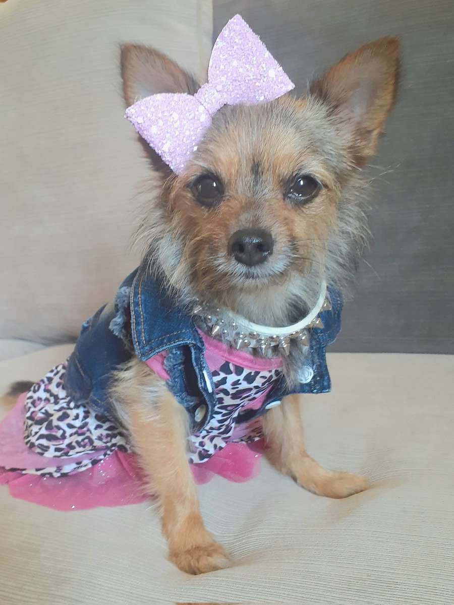 Mileyjodogmodel's tweet photo. Big news!! Special limited edition Miley Jo plush toys! Your very own plush of yours truly! Click the link & sign up with your email, so I can contact you when pre-orders begin.
https://t.co/jXsx6BQlwr
#Dognews #doglove #Dog #cute #plushie #SuccessMindset #musthave #mileyjo https://t.co/797H1MifXt