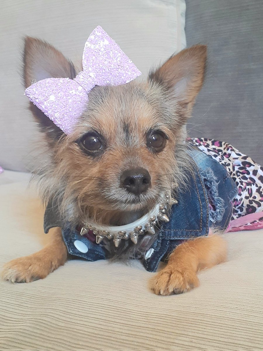 Mileyjodogmodel's tweet photo. Big news!! Special limited edition Miley Jo plush toys! Your very own plush of yours truly! Click the link & sign up with your email, so I can contact you when pre-orders begin.
https://t.co/jXsx6BQlwr
#Dognews #doglove #Dog #cute #plushie #SuccessMindset #musthave #mileyjo https://t.co/797H1MifXt