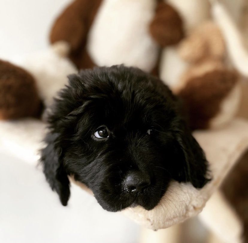 chillibeat's tweet photo. Ich bin HAPPY!!!
Drückt die Daumen, aber die Zeichen verdichten sich, dass es Mitte Juli Neufundländer-Welpen gibt 😍😍😍😍😍😍
#doggocontent https://t.co/LnMM5i5yss