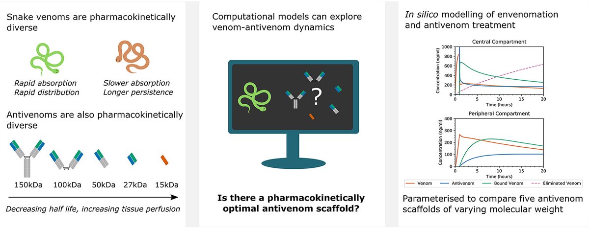 New paper with Natalie Morris and @johanna_blee on 'Developing a computational pharmacokinetic model of systemic snakebite envenomation and antivenom treatment' in Toxicon: sciencedirect.com/science/articl…