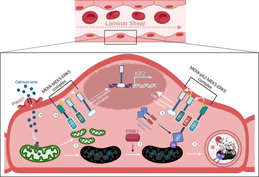 JCellBiol's tweet photo. .@emirakmeric and @holger_gerhardt highlight work from Coon et al (https://t.co/GXfed7X7yt), showing that sustained laminar shear stress regulates Klf2 expression in endothelial cells via mitochondrial remodelling and #mitophagy. https://t.co/kJGYbP6I7h
#metabolism #CellSignaling https://t.co/YkUaXMgTgb
