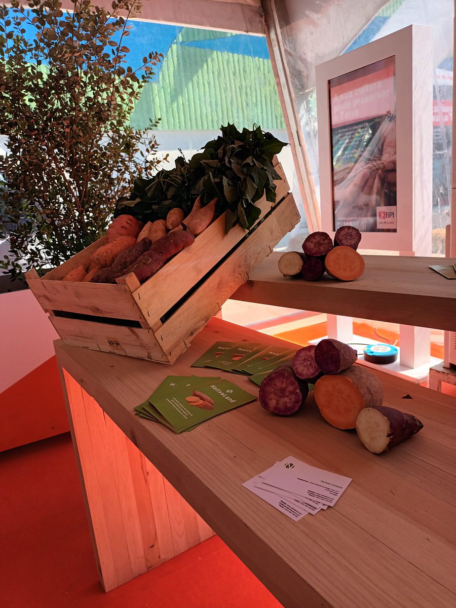 NativaLand's tweet photo. June 7th, we had the pleasure of being present at National Agricultural Fair of Santarém (Portugal), invited by @banco_bpi. We are thankful once again, for the invitation.

#sweetpotato #europe #nativaland #fna #lsuvarieties
#agriculturalfair #agro #agrobusiness #agriculture https://t.co/MIc91ZpBBB
