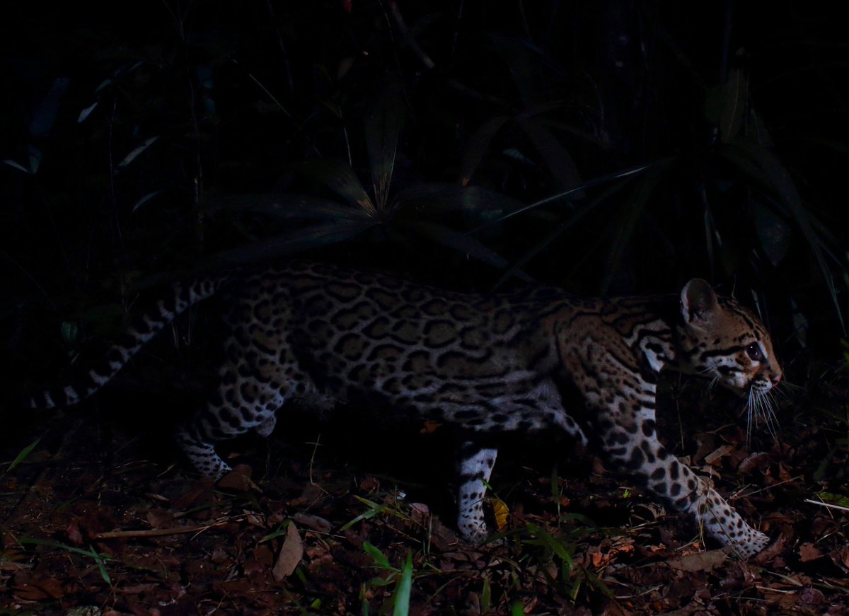 Gavriel Cambridge tweet media