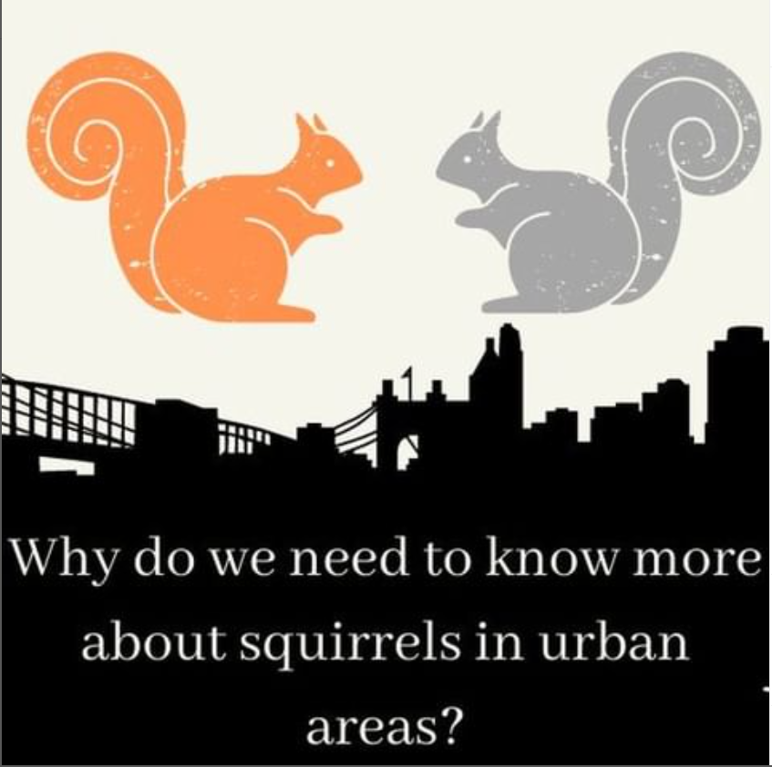 The Urban Squirrel Survey tweet media