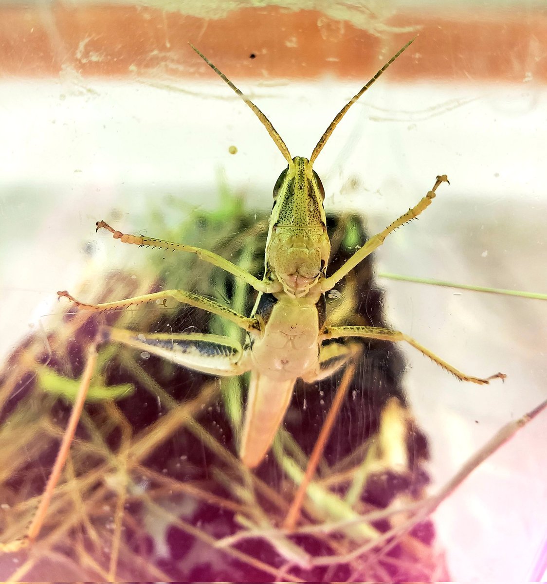 "Are grasshoppers related to bunnies? Because they kinda make the same face." 💓 observations and connections Kinder &amp; Firsties make! Great thinking and discourse at Language Academy! 🔎🪱🦗 <a href="/LawvLaw/">Veronica Law</a> <a href="/OutdoorAmy/">Amy Hollenshead</a>