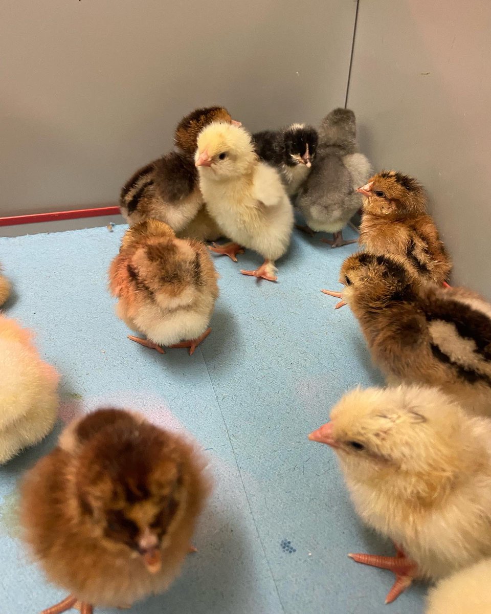Yesterday the Gr. 1s were able to transport the chicks from the incubator to the brooder box. The excitement in the room was infectious! They are ready to take on the responsibility of caring for the new members of our classroom family.