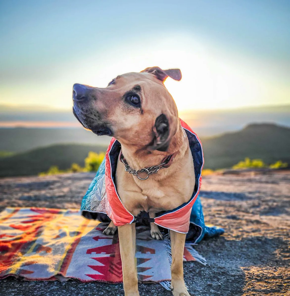 Shaking off my intense desire to stay in bed

#twitterdogcommunity #dogsoftwitter