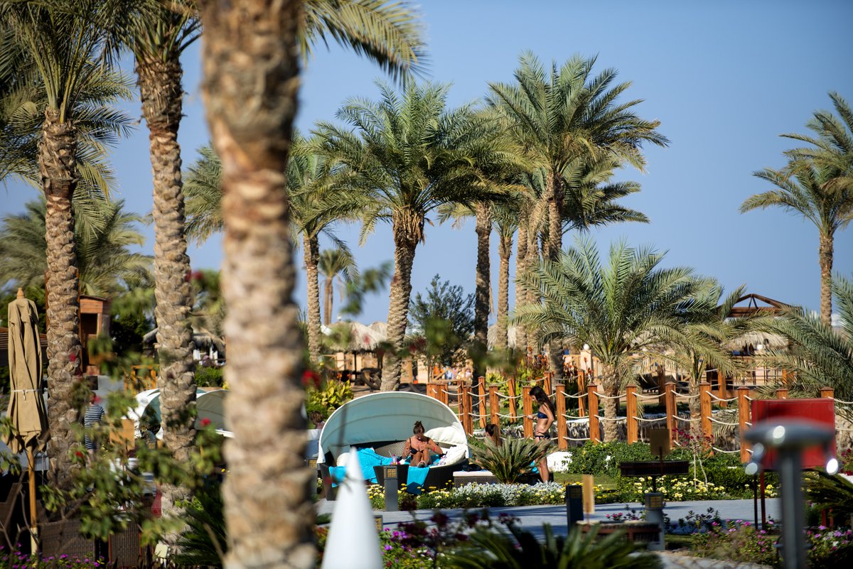SRMontemare's tweet photo. Is there something more revitalizing than lounging by a spacious greeneries?

#SUNRISEResortsAndCruises #SUNRISEMontemareResort #RedSea #SharmElSheikh #ThisIsEgypt #Egypt #Vacation #Travel https://t.co/XknHUF1MIG