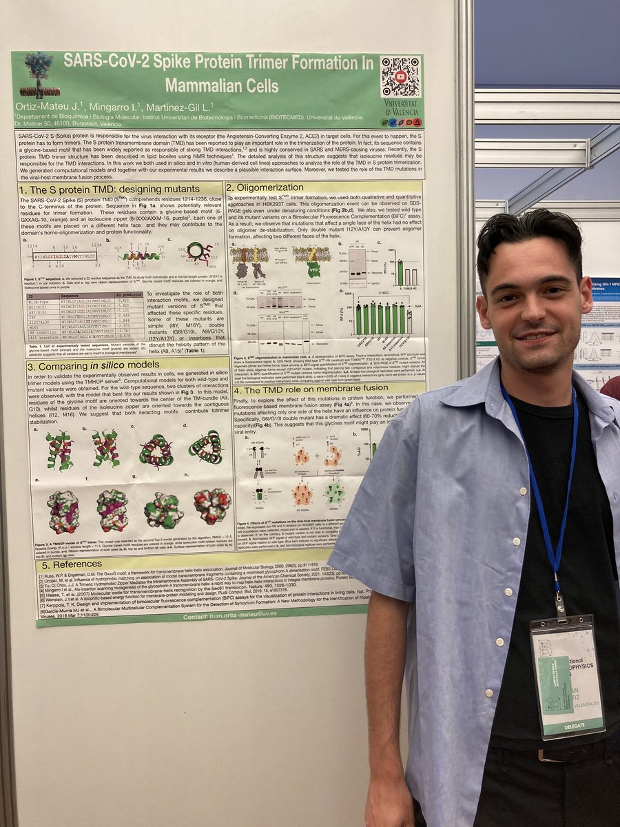 IsmaelMingarro's tweet photo. Now, poster session at the #iibc2022Bilbao @SBEsp with @OrtizMateuJuan @MemProtLab presenting his work with the TM segment of #SARSCoV2 #Sprotein https://t.co/bfClRZgbpa