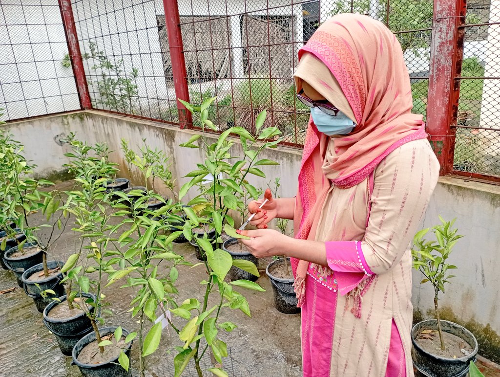 BasharSamrin's tweet image. First time #leaf #inoculation was done by me 😊