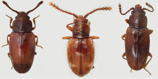 ActaEntomol's tweet photo. Just published! A huge nicely illustrated revision of the genera of the Cryptophagidae tribe Picrotini - poorly known spore-feeding beetles living in cool places like New Zealand, Tasmania, Chile or Juan Fernandez Island!!
https://t.co/ay0E9JeQC8 https://t.co/DuceUEEry5