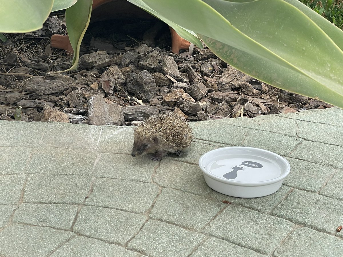 Aynsley Damery tweet media