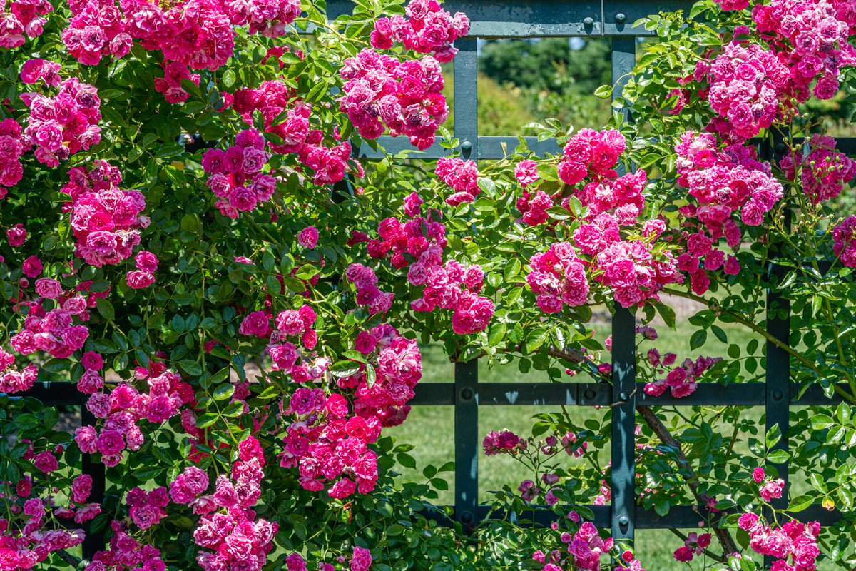 It's the first day of summer and the longest day of the year, so make a point to get outside and enjoy these endless sunny hours with a trip to the Rose Garden! 🌹

The collection is at peak color in June, making it the place to be to immerse yourself in flowers and fragrance.