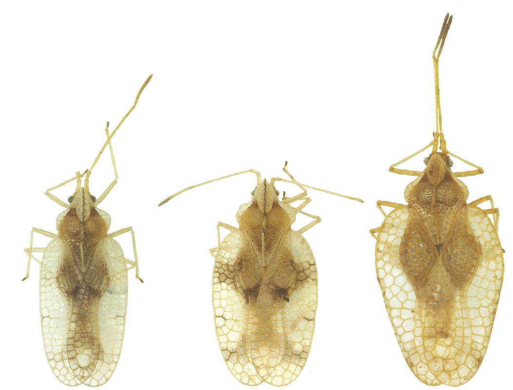 ActaEntomol's tweet photo. Ogasawara Islands are small subtropical islands in the Pacific, 1000 km south of Tokyo. Little is known about their insect fauna, but the paper just published in Acta Entomologica reports two new lace bugs (Tingidae) species.
https://t.co/HU5tO0sbDy https://t.co/F17xgQsxhX
