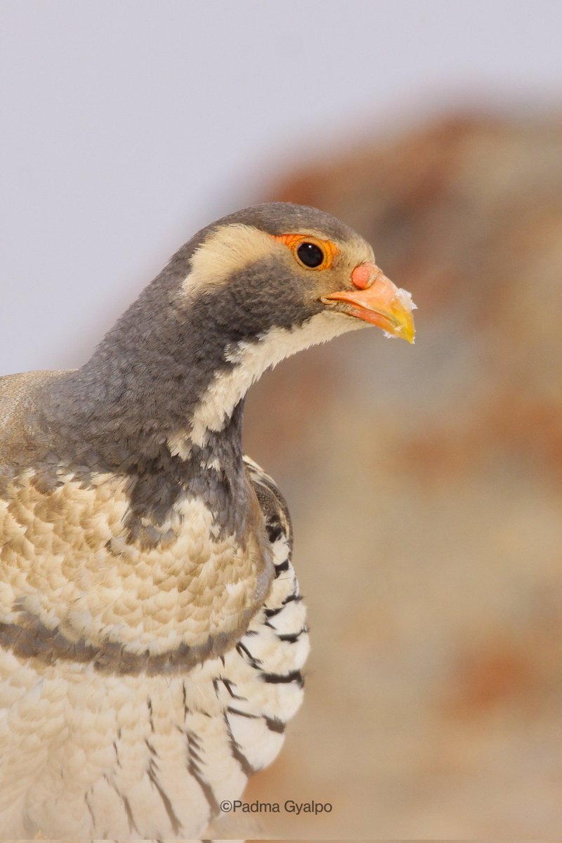 GyalpoPadma's tweet photo. A Tibetan Snowcock (Tertraogallus tibetanus) is known as "Tekok" in Ladakh. Can be seen above 4000 meters asl in summers. 
(Full view recommended)
#BirdsSeenIn2022 #birdwatching #birdphotography #IndiAves #indianbirds #birds #indianbirds #birdsofhimalayas #Ladakh https://t.co/ETf0qpGUun