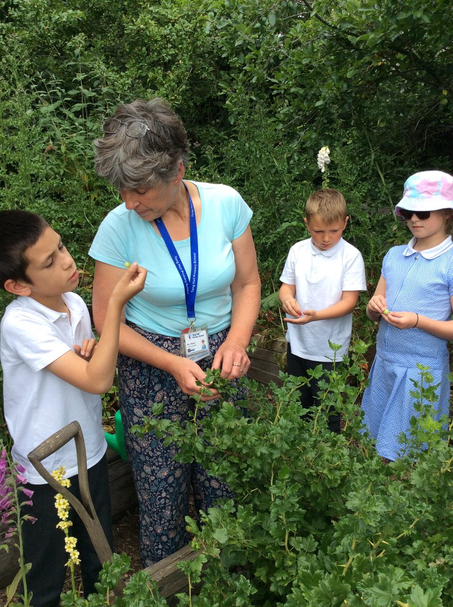 TH_AfterSchoolC's tweet photo. The Magpie gang are trying some fresh (slightly sour) gooseberries! #THCREW https://t.co/Z0NlAo6ggW
