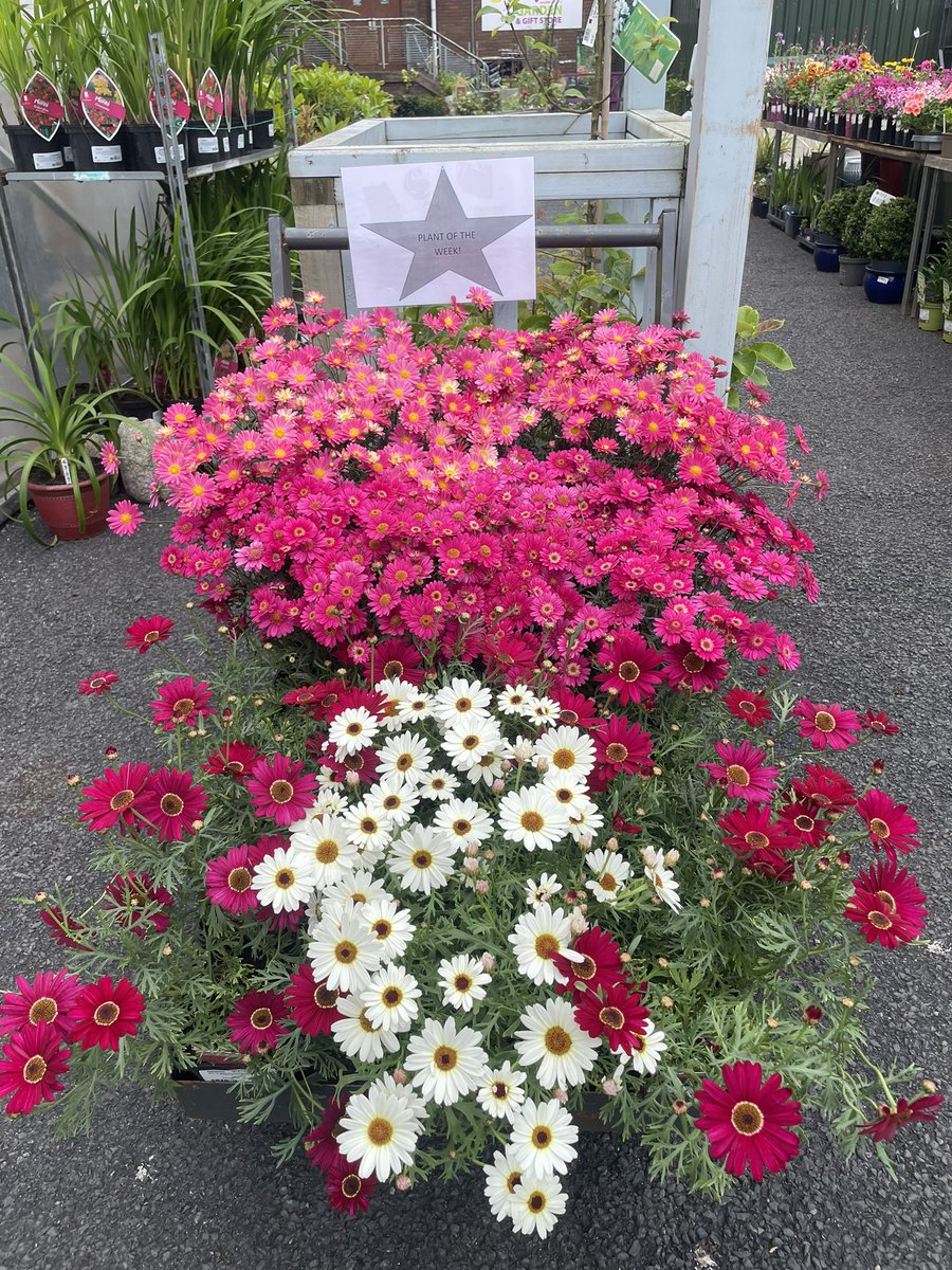SeanRyanT's tweet photo. #Limerick #EnableIreland #Garden
Video @
https://t.co/e3ejL9DgvA
Open to the Public : Enable Ireland #GardenCentre and #GiftStore, HonansQuay #LimerickCity
085 807 3590
https://t.co/8Nq82XftNv https://t.co/YRU4vTN4d1